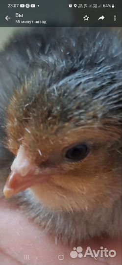 Цыплята домашние в небольшом количестве разные