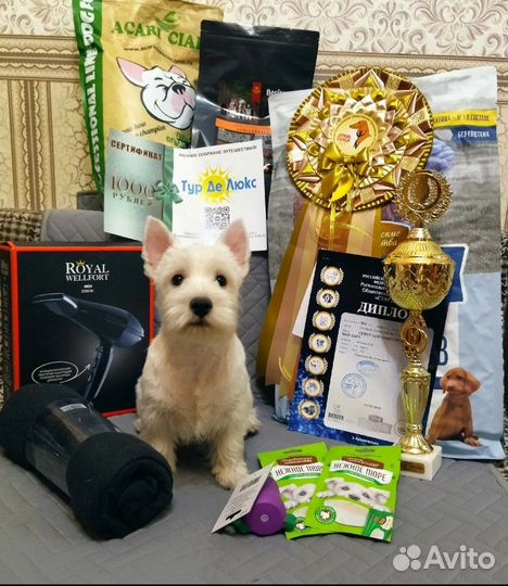 Вест хайленд уайт терьер