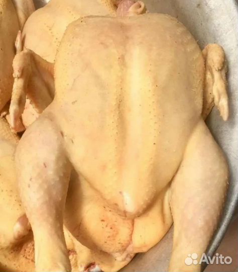 Мясо бройлеров и куриное яйцо