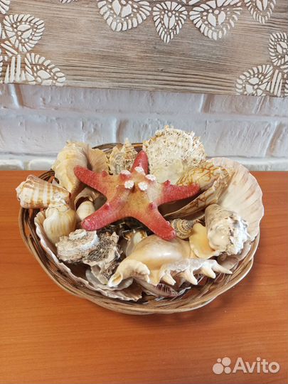 Морская звезда, рапаны, ракушки