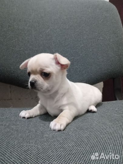 Чихуахуа мини