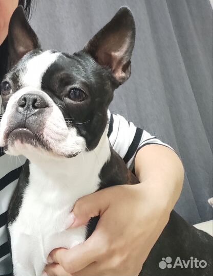 Вязка Бостон терьер