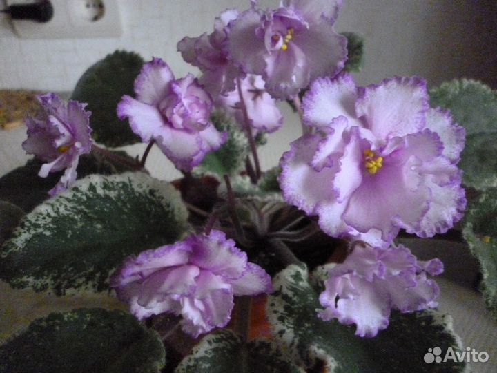 Фиалки сортовые