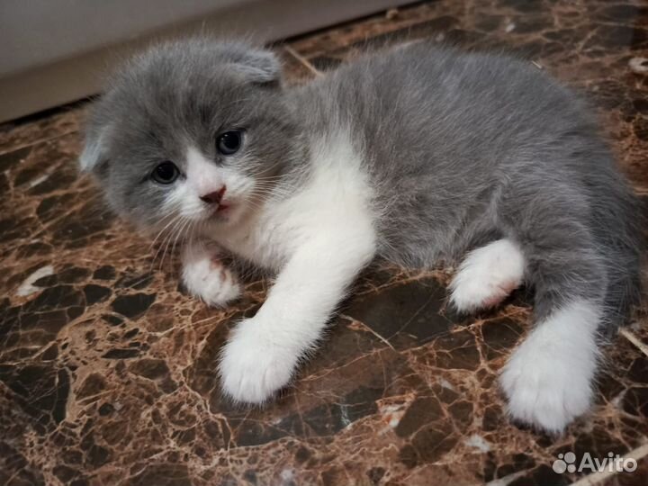 Британские котята