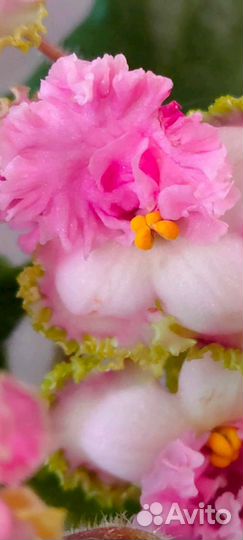 Ват-Синичка