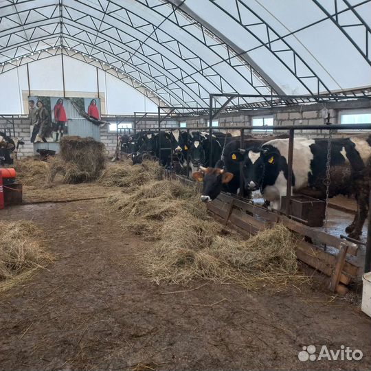 Готовый фермерский бизнес