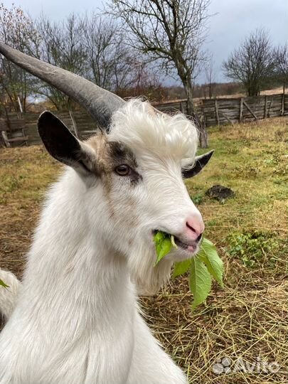 Продам козла