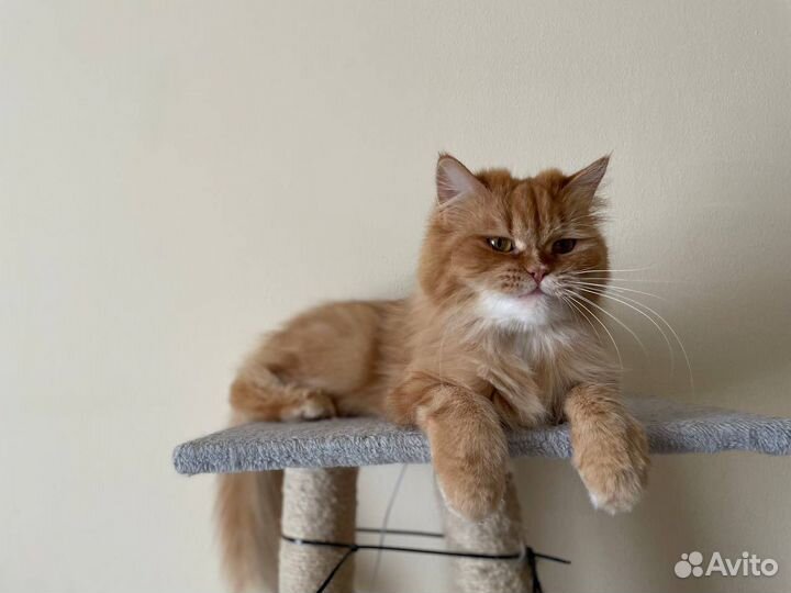 Передержка кошек и собак мелких пород/ Зооняня