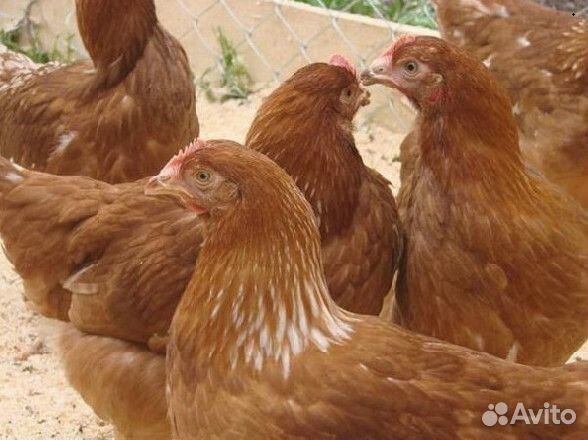 Куры несушки Белые