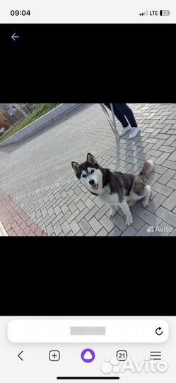 Щенки сибирской хаски