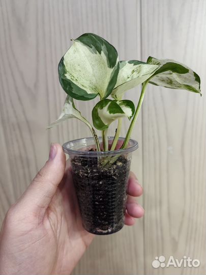 Эпипремнум хеппи лиф