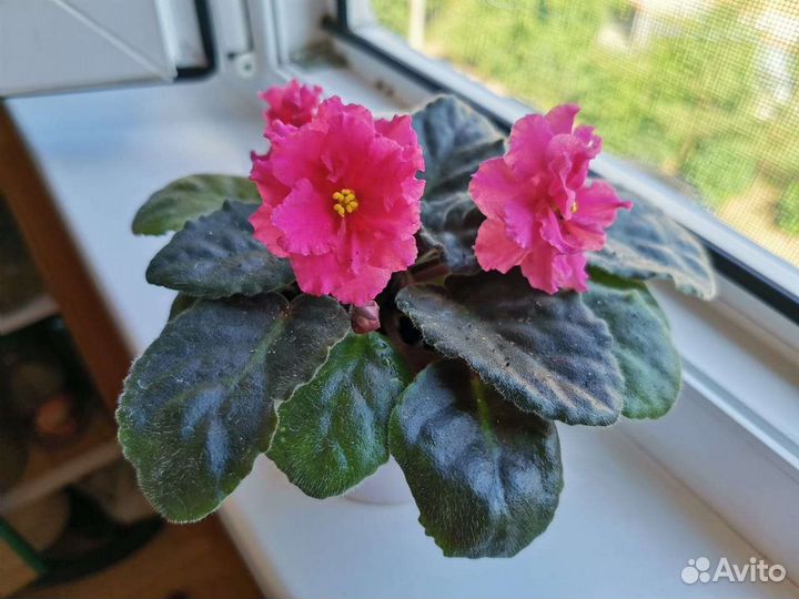 Фиалка в горшке