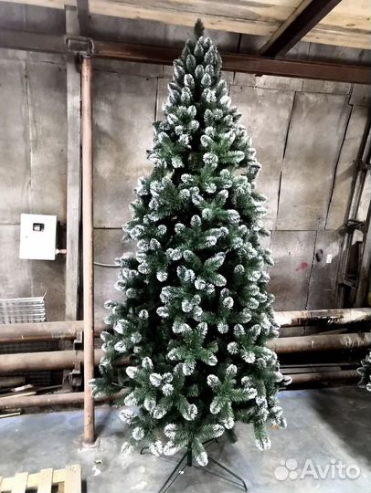 Ель с белыми кончиками