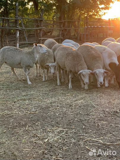 Переярки шарале тексель
