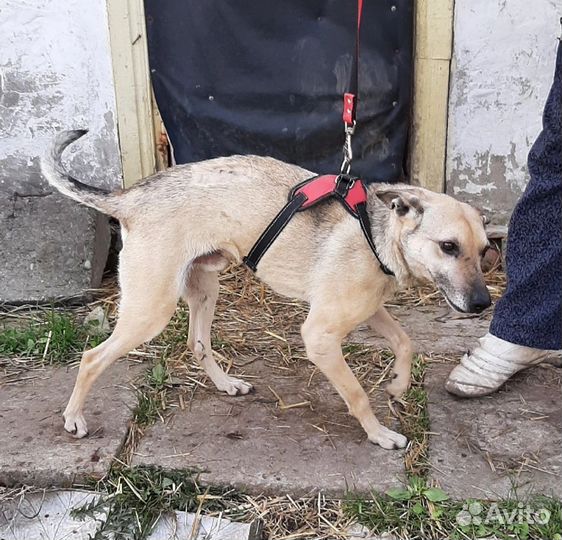 Собака в добрые руки