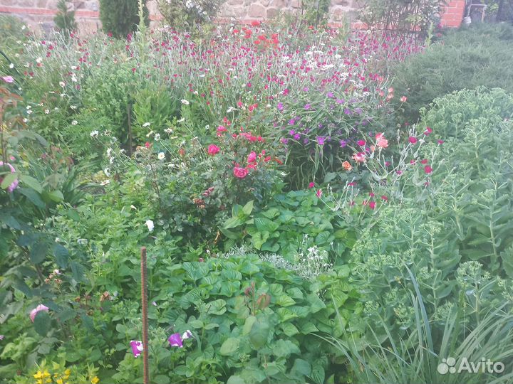 Многолетники для сада цветы