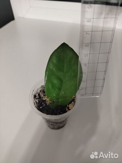 Замиокулькас. Отростки