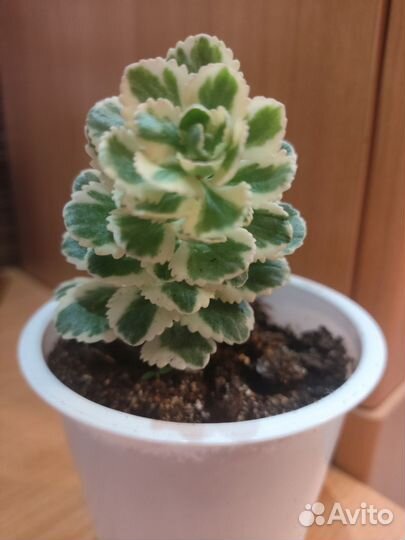 Очиток видный