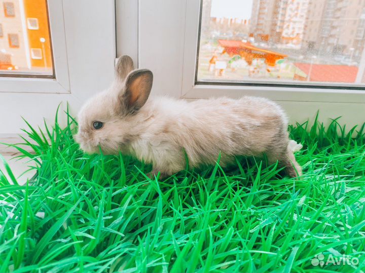 Карликовый кролик