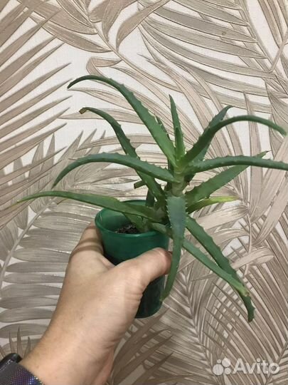 Алоэ Лечебное