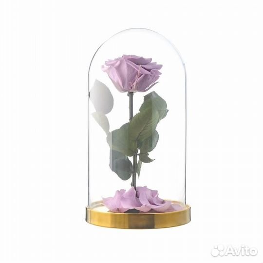Роза в колбе. Неувядающая