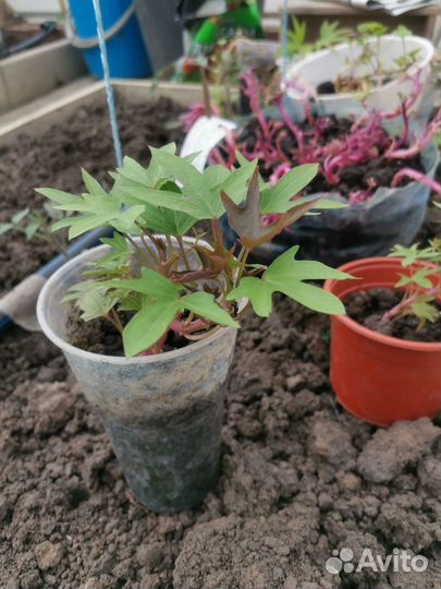 Батат рассада