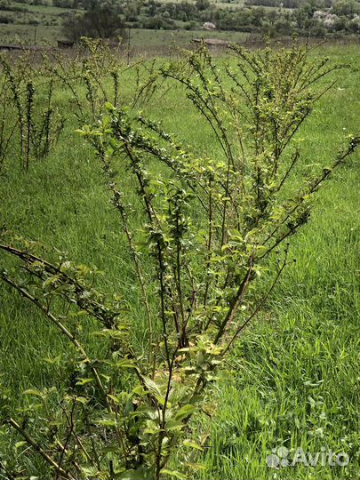 Саженец ремонтантный безшипной ежевики 2 лет