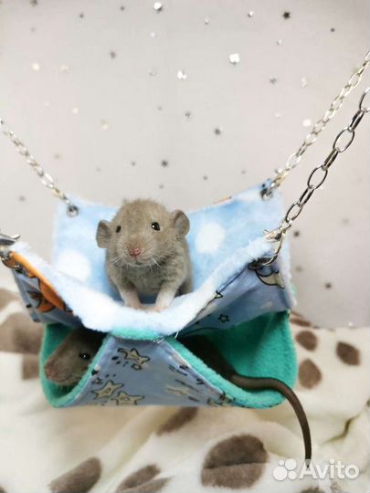 Крысята, крыска, крысёнок, Крыс, Дамбо