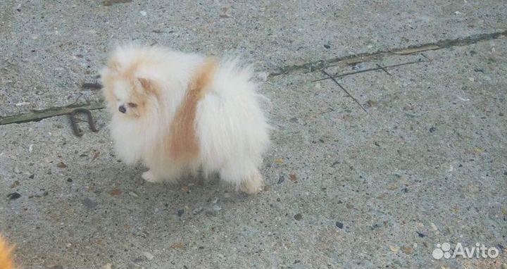 Предлагаются на вязку