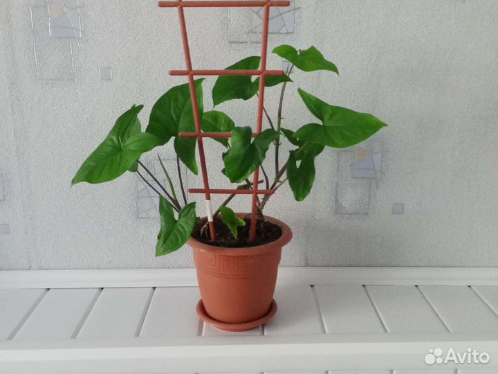 Укорененные отводки сингониума