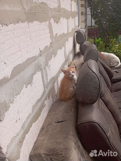 Отдам в добрые руки моих милашек