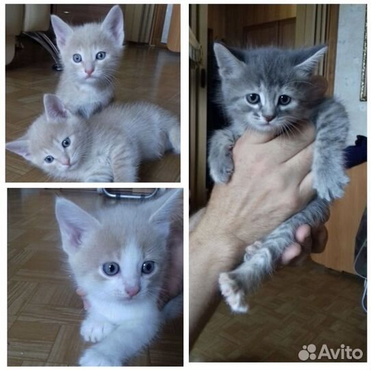 4 котенка: 1 девочка и 3 мальчика