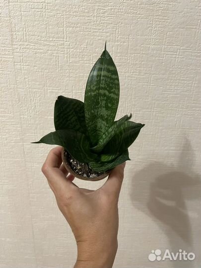 Сансевиерия ханни