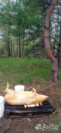 Домашняя свинина