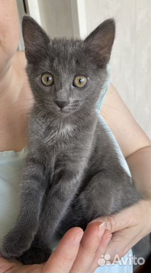 Котята в добрую семью