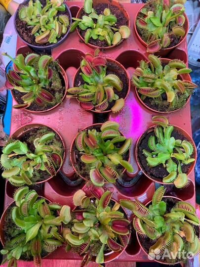 Венерина мухоловка