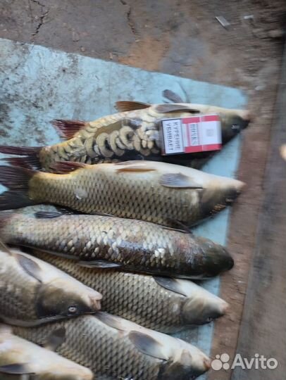 Рыбалка 35км от Самары