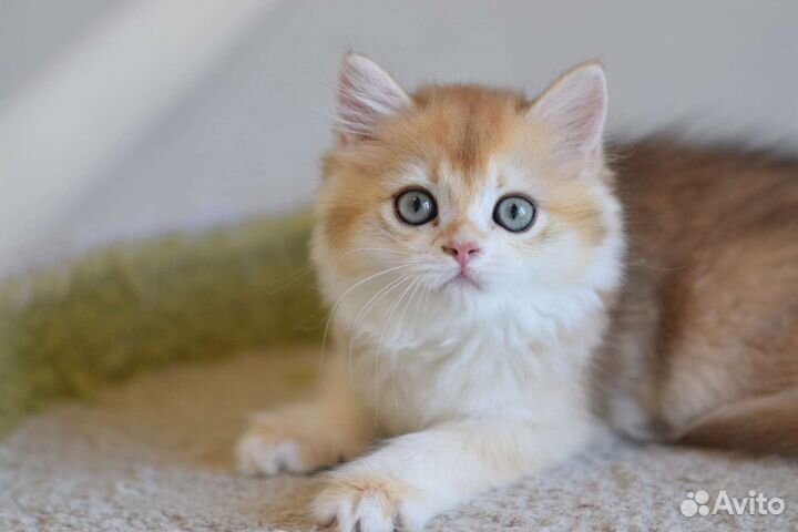 Золотая шиншилла