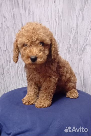 Малыши пуделя