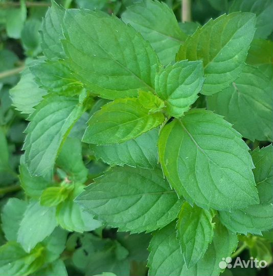 Мята перечная