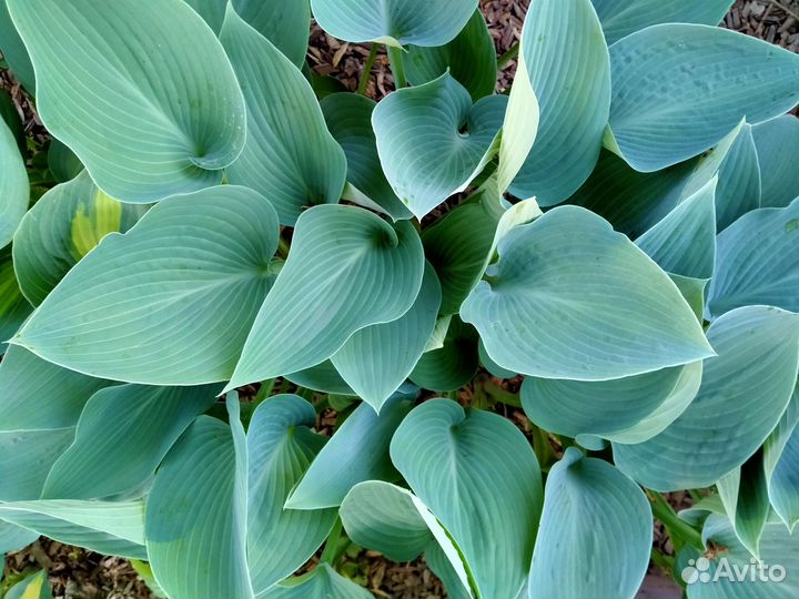 Голубые хосты