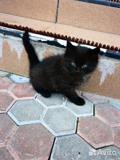 Котята в добрые руки бесплатно