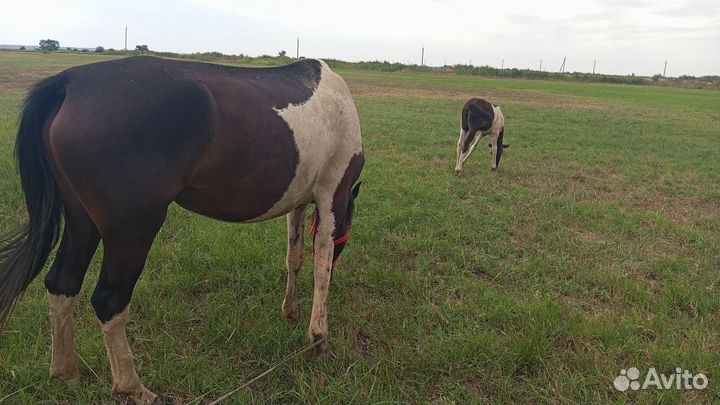 Домашние животные