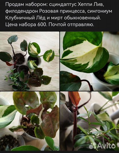 Комнатные цветы набором