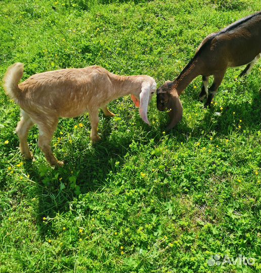 Продаются Камори-Нубийские козочки