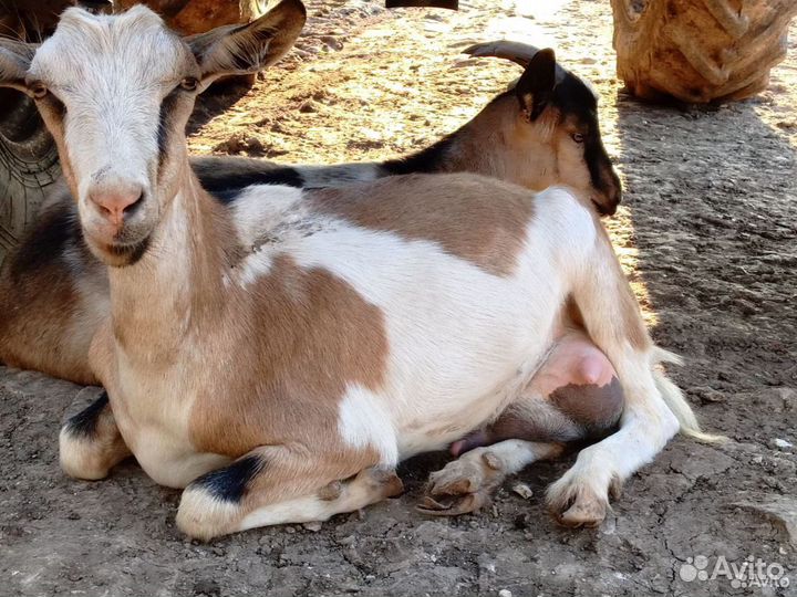 Коза и козёл
