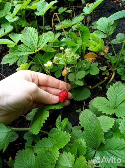 Рассада Земляника ремонтантная (не клубника)