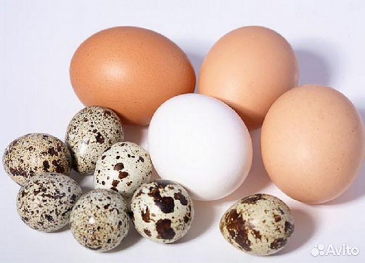 Продам яйцо