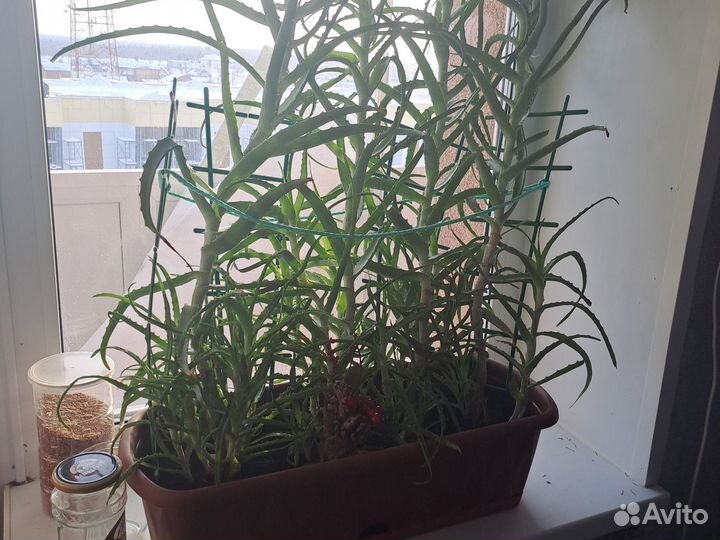 Комнатные цветы алоэ