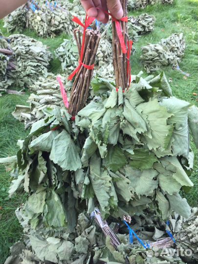 Веники дубовые свежие